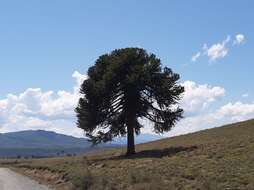 Plancia ëd Araucaria araucana (Molina) K. Koch