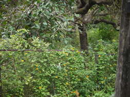 Image of blackeyed Susan vine