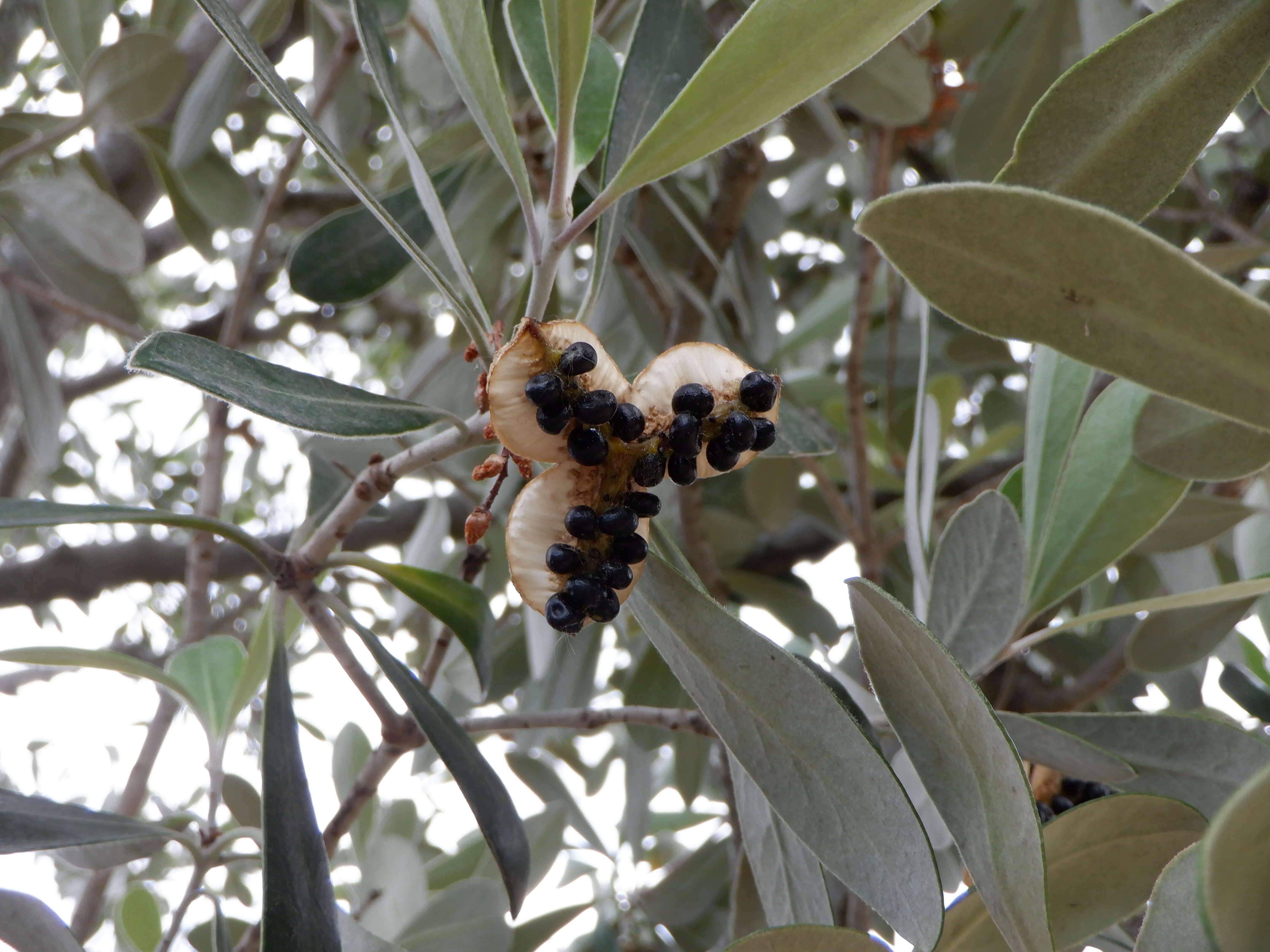 Image de Pittosporum crassifolium Banks & Sol. ex A. Cunningham