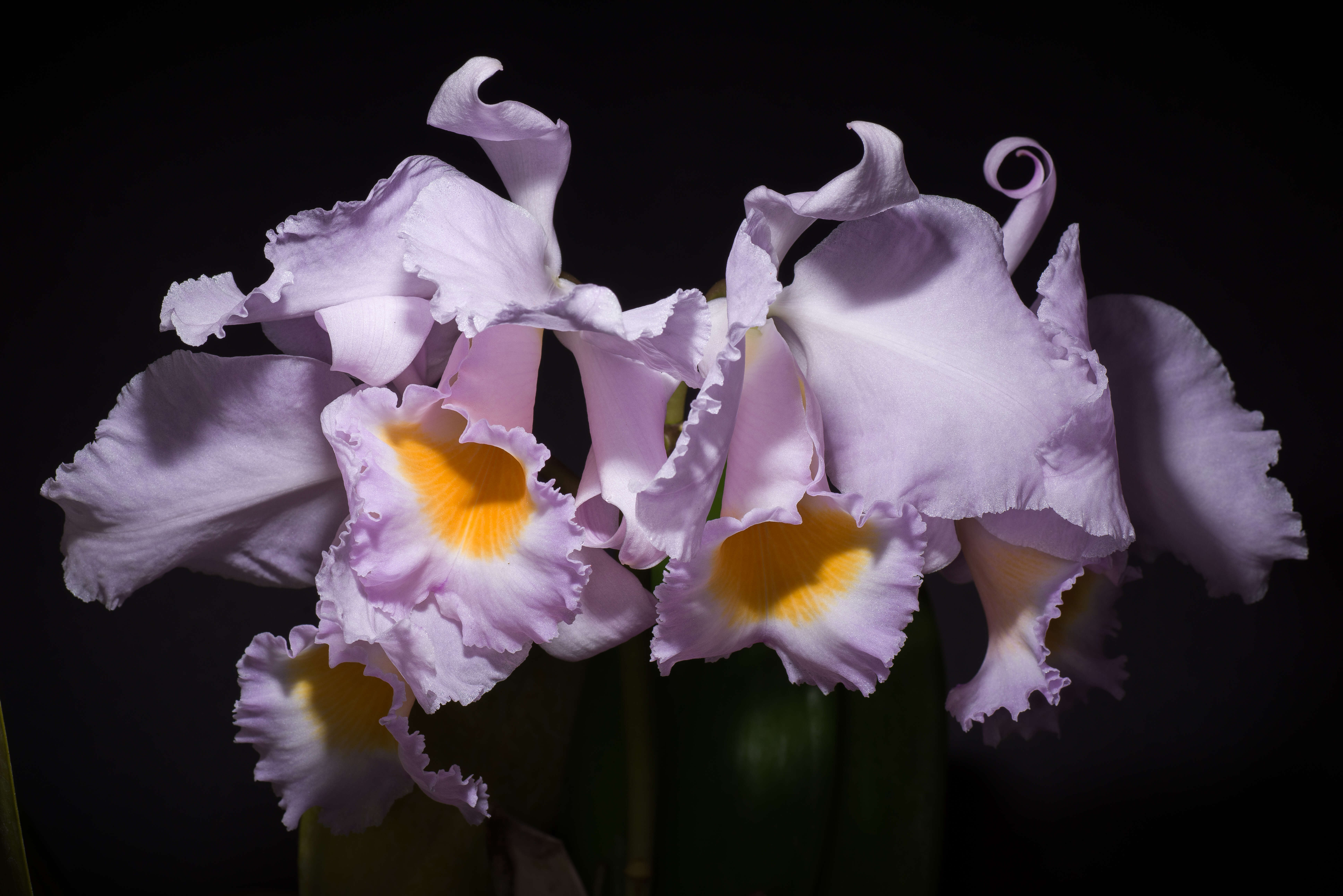 Image of Cattleya schroederae (Rchb. fil.) Sander