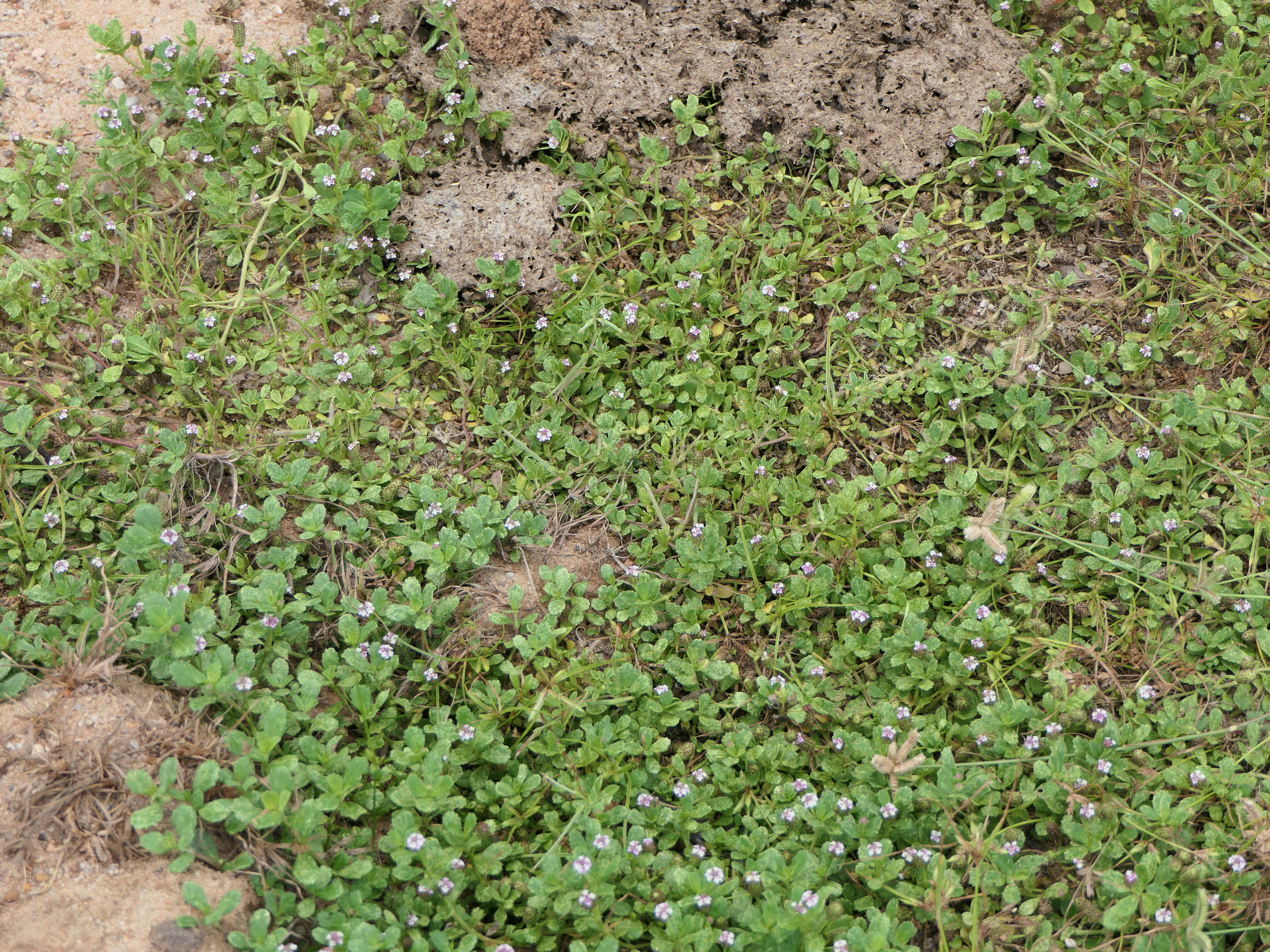 Plancia ëd Phyla nodiflora (L.) Greene