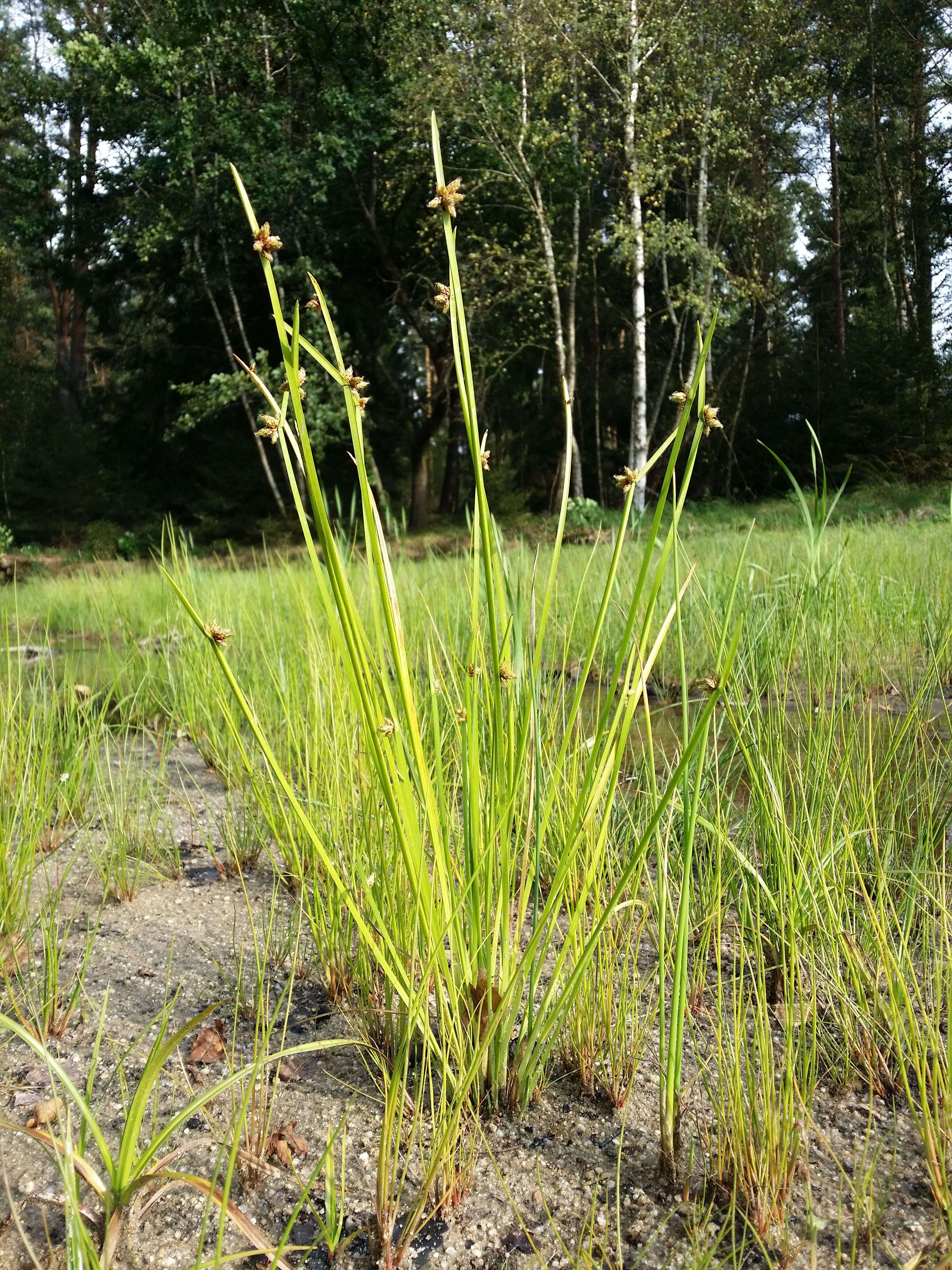 Sivun Schoenoplectiella mucronata (L.) J. Jung & H. K. Choi kuva