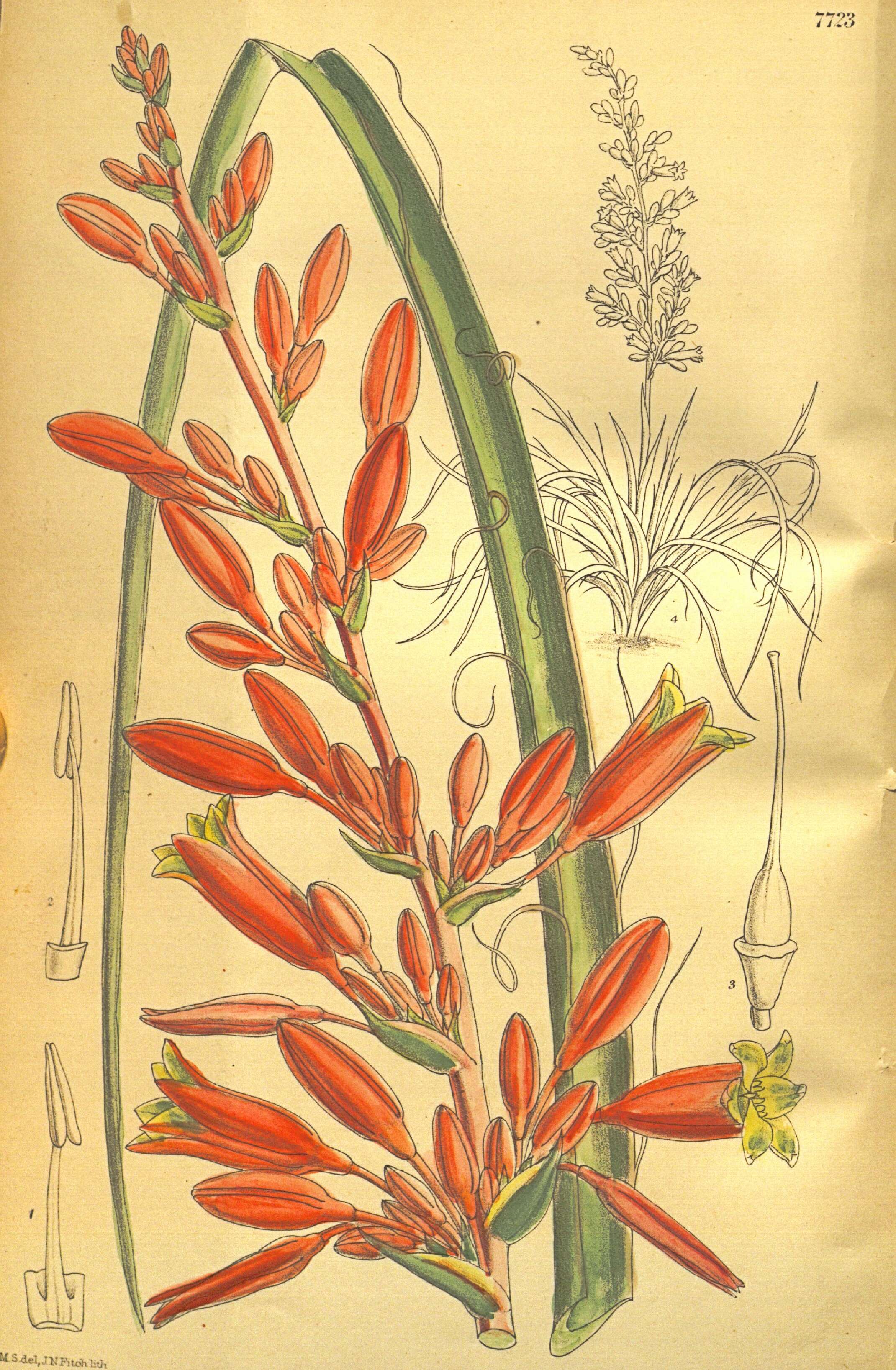 Image of redflower false yucca