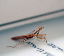 Image of Egyptian praying mantis