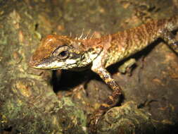 Image of Elliot's Forest Lizard