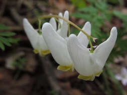 Image of dutchman's breeches