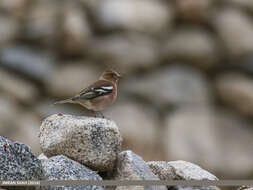 Image of Fringilla Linnaeus 1758