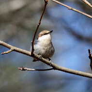 Image of Brown-headed Nuthatch