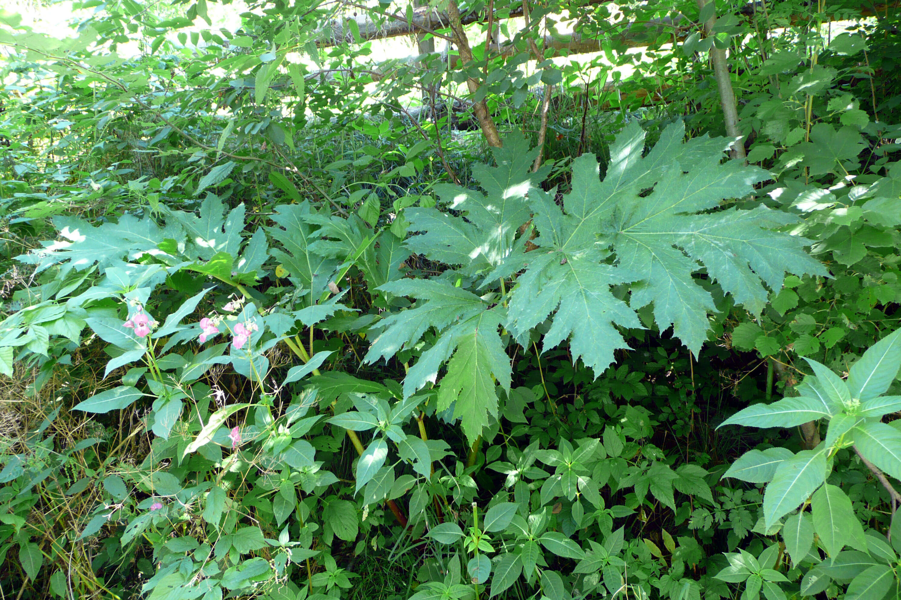 Imagem de Heracleum sosnowskyi Manden.