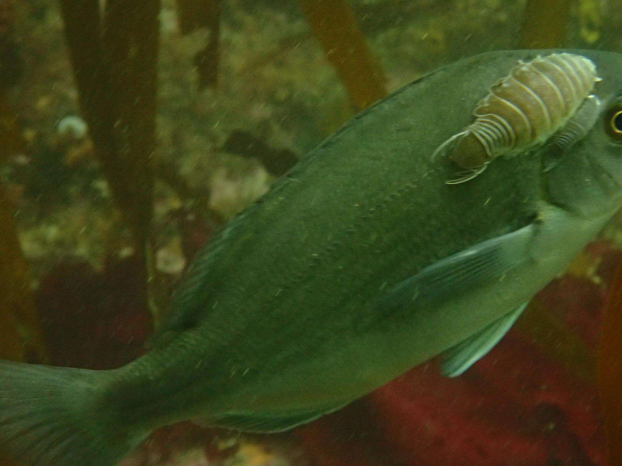 Image of Striped fish louse