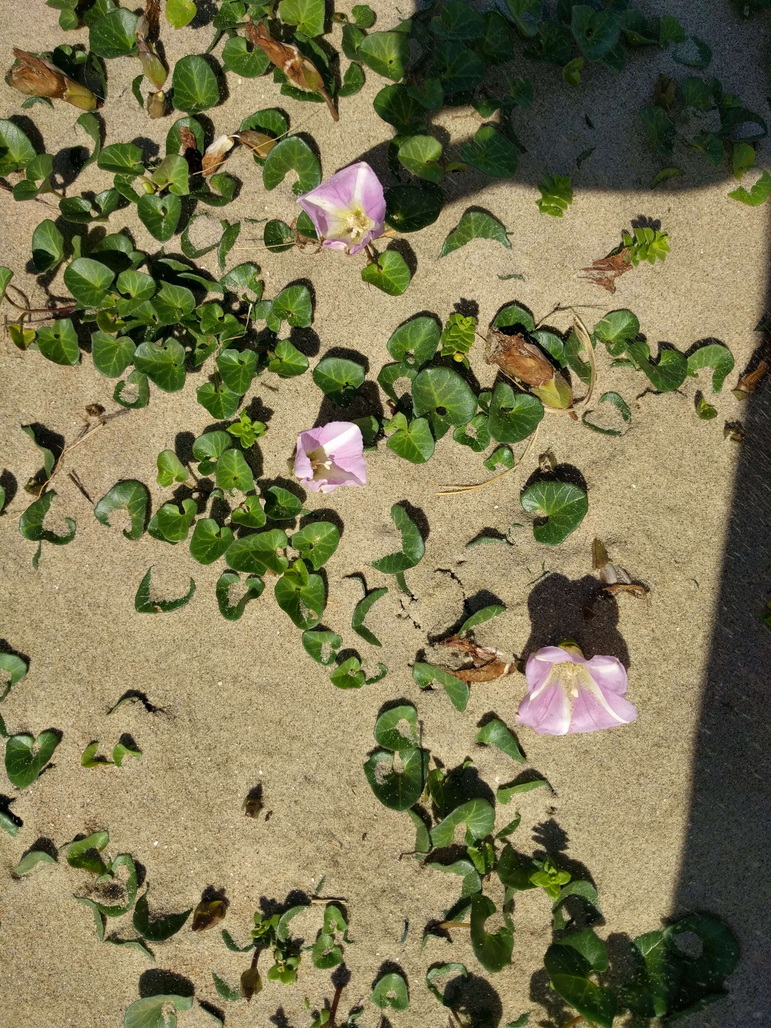 Plancia ëd Calystegia soldanella (L.) R. Br.