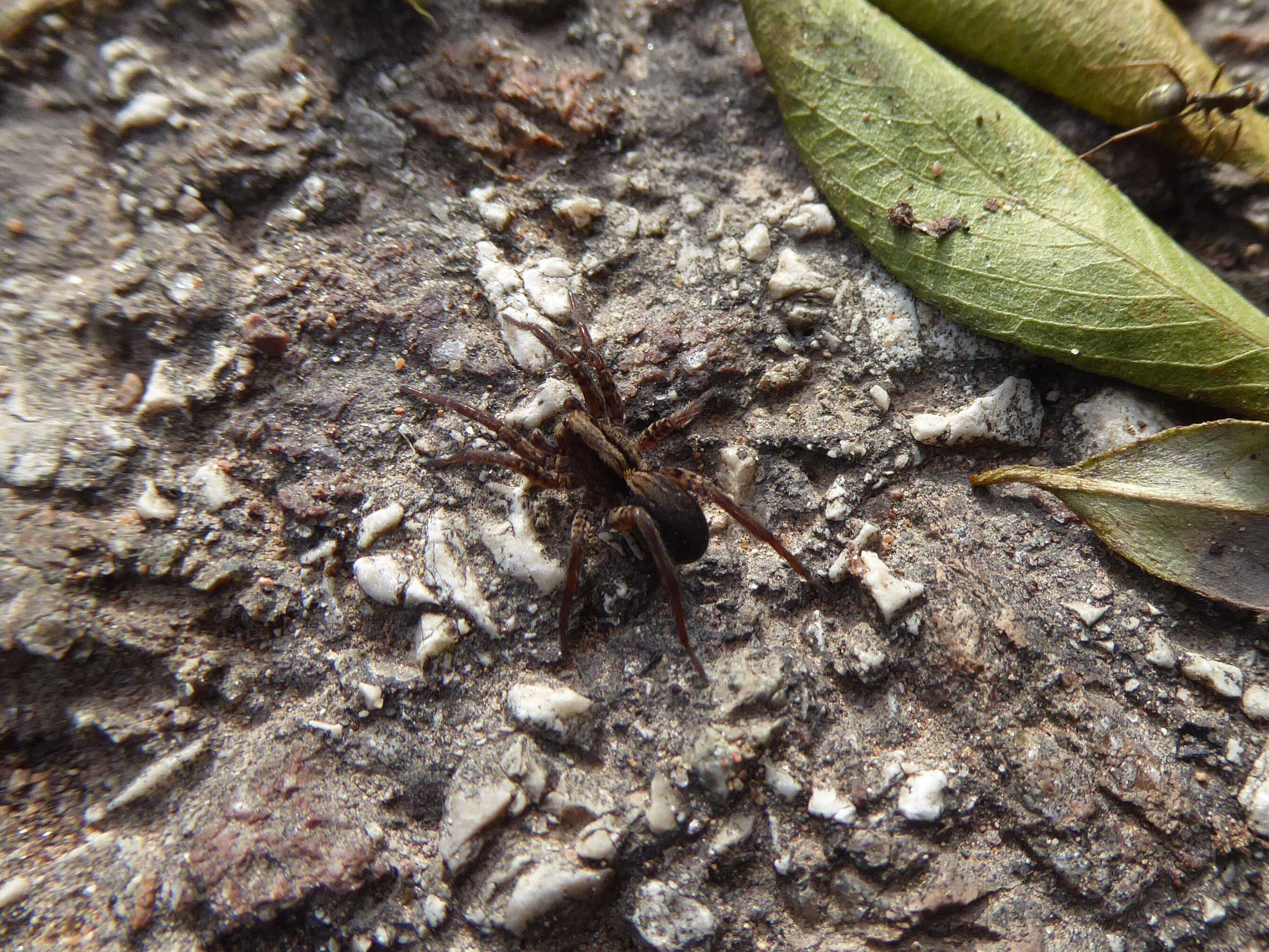 Image of Alopecosa