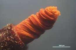 Image of tortula moss