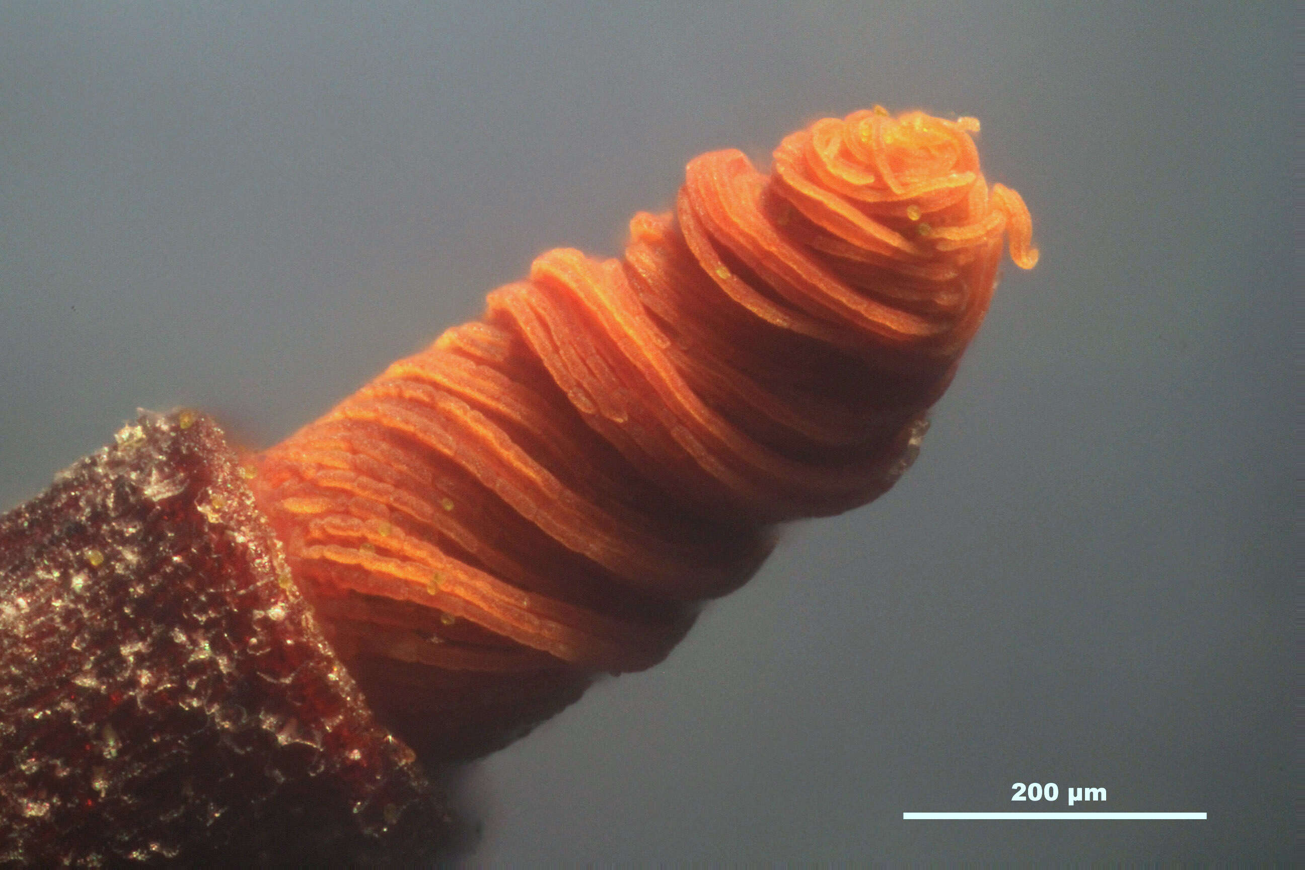 Слика од Tortula muralis Hedwig 1801