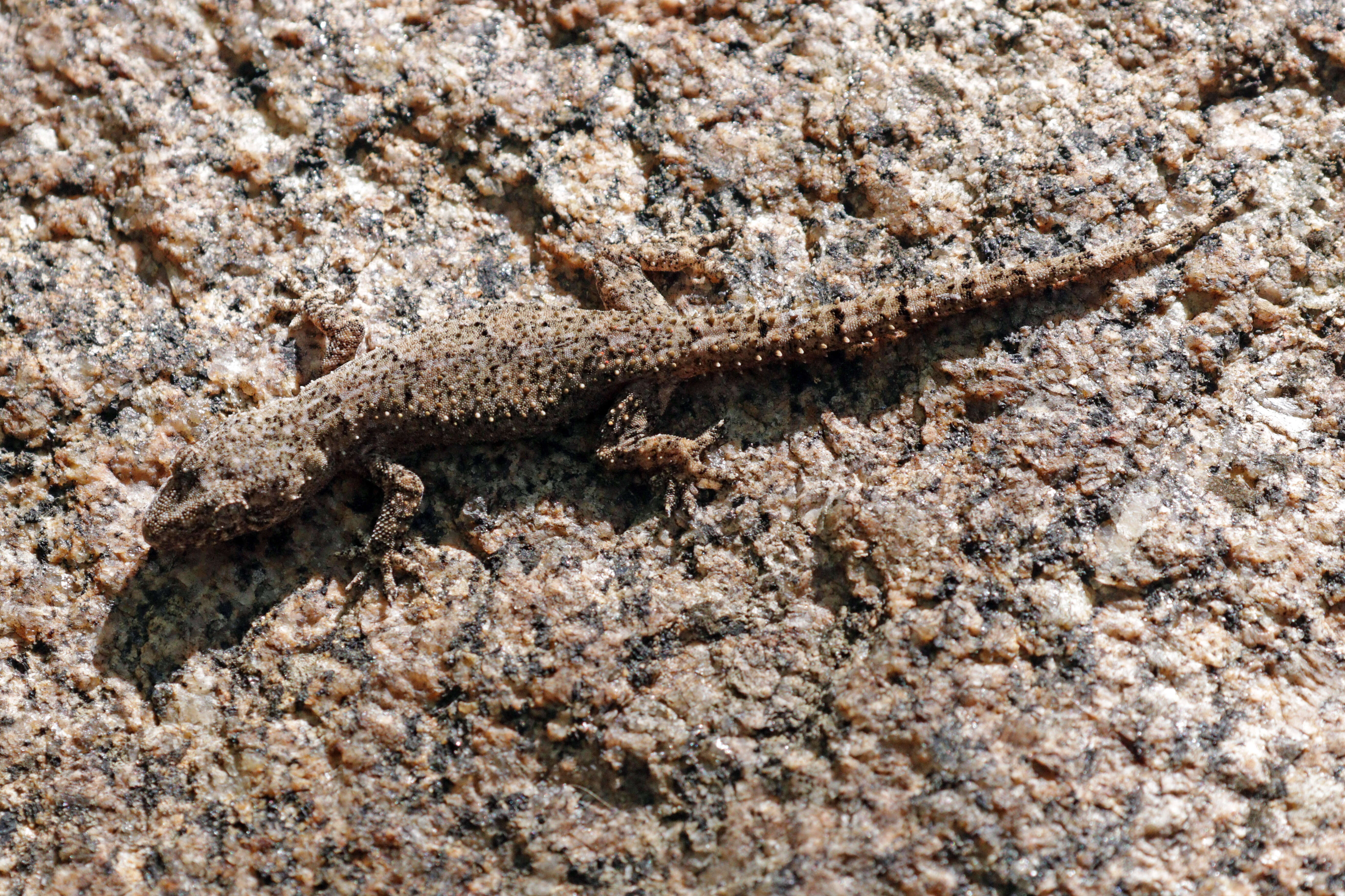 Image of Madagascar Velvet Gecko