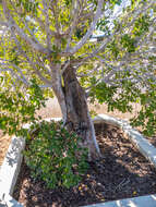 Image of Chinese banyan