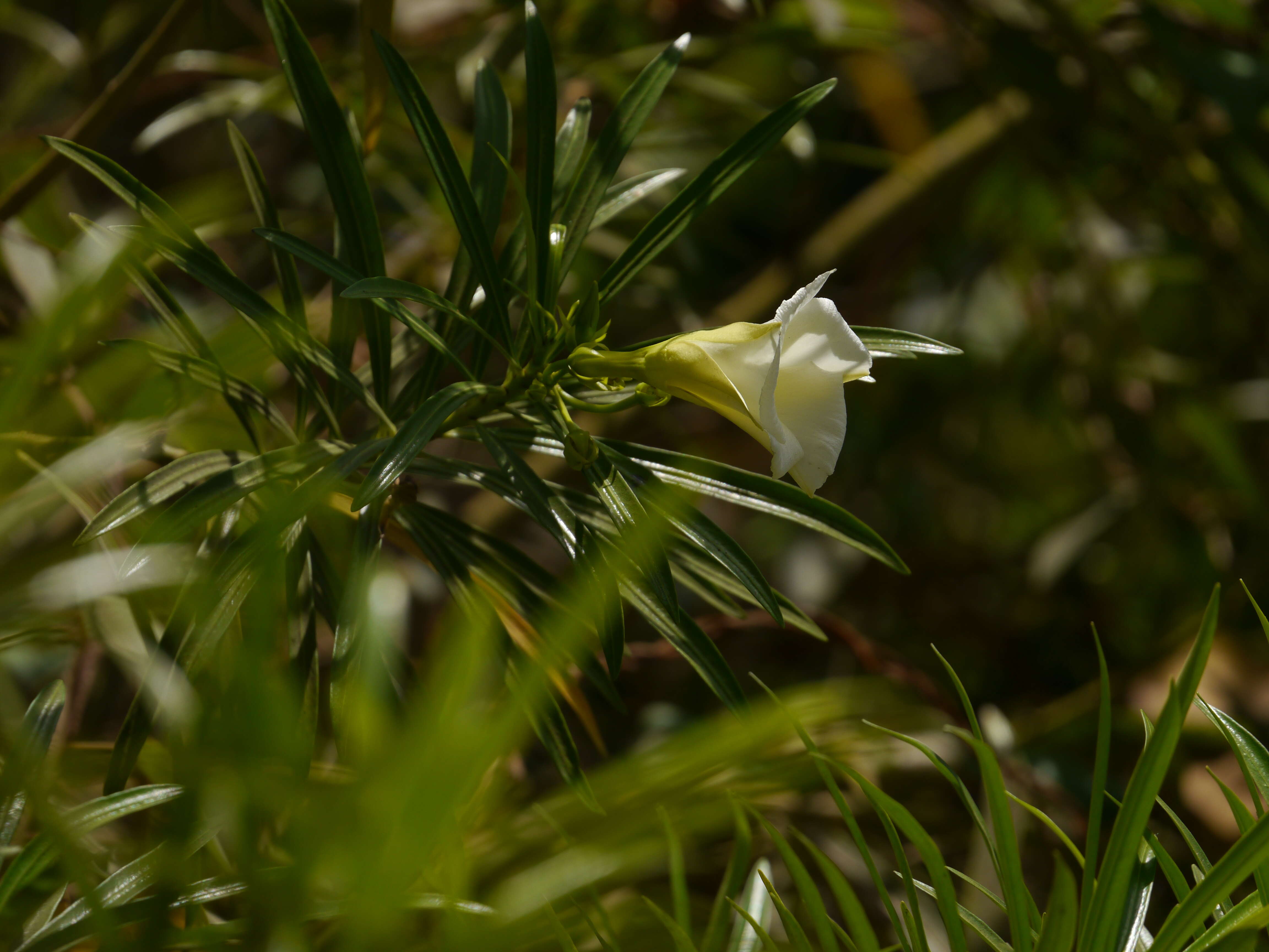 Image of Cascabela