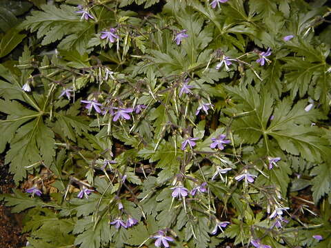 Image of Canary Island geranium