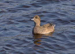 Image of Eurasian Wigeon