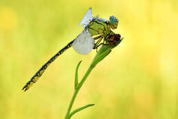 Image of Gomphus flavipes