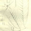 Image of Goniothalamus griffithii Hook. fil. & Thomson