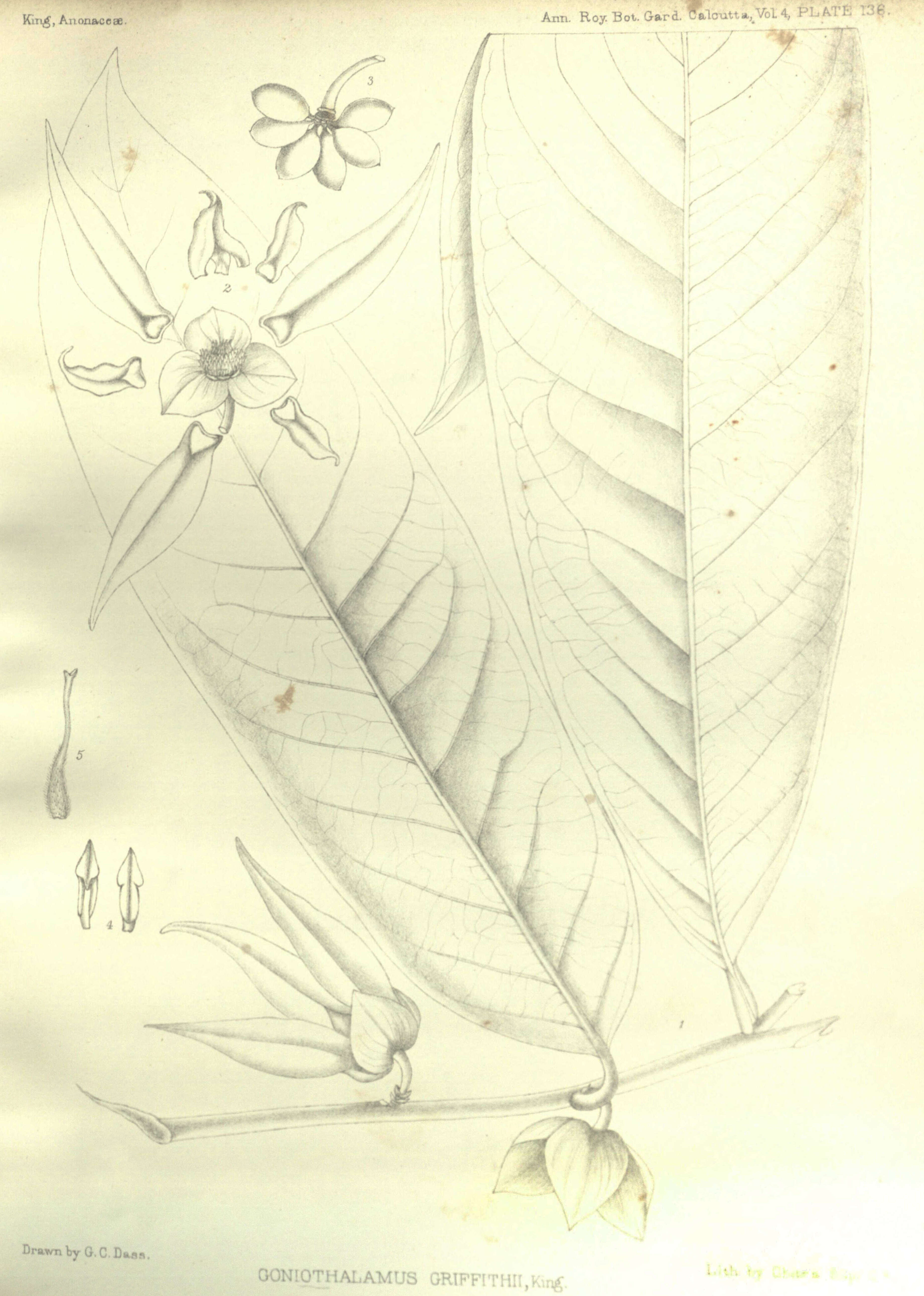 Image of Goniothalamus griffithii Hook. fil. & Thomson