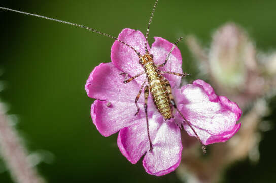 Image of speckled bush-cricket