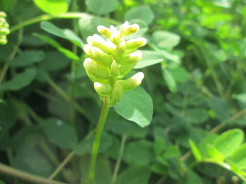 Image of licorice milkvetch