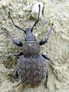 Image of lovage weevil