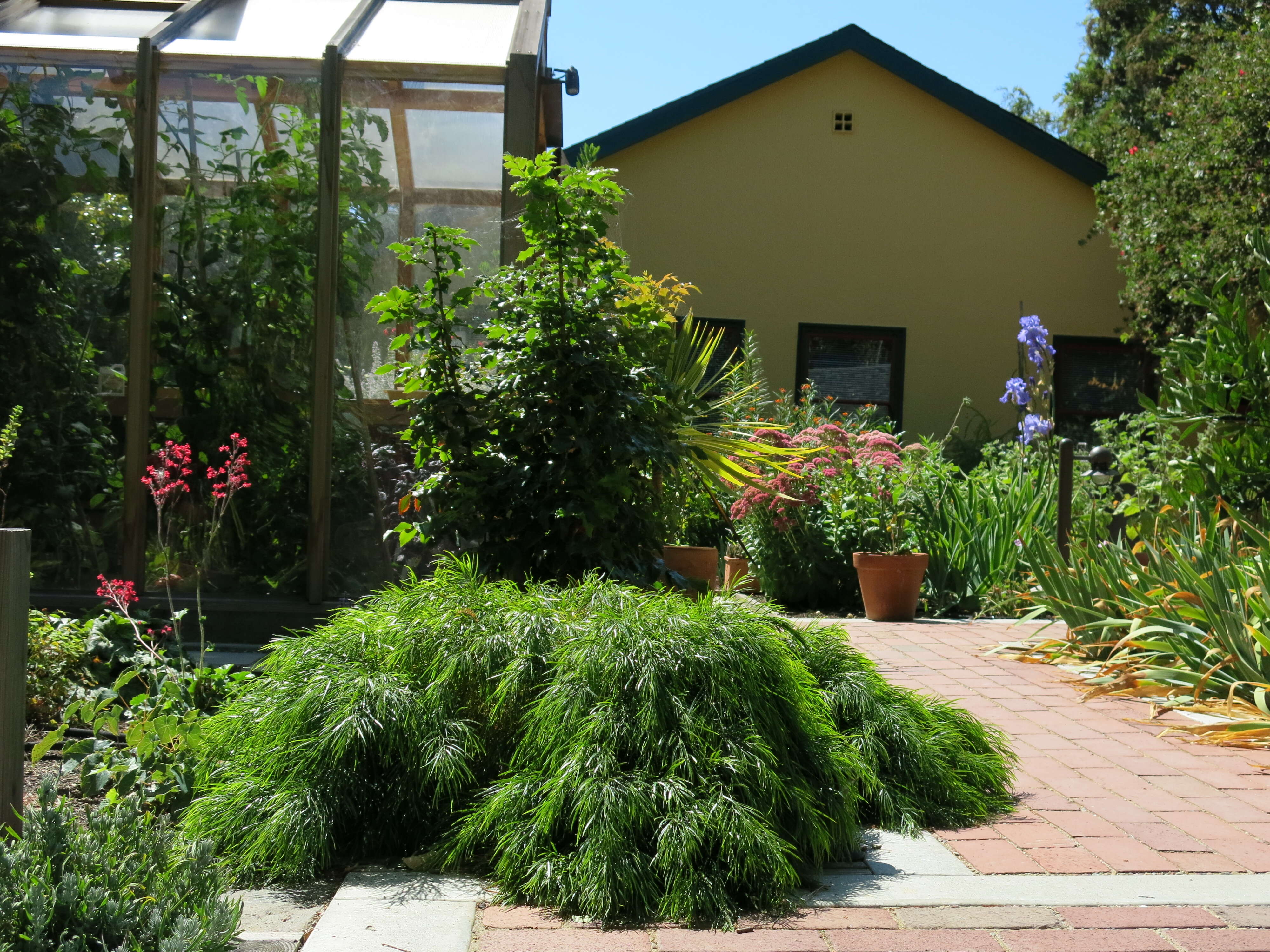 Image of bower wattle