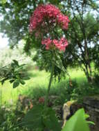 Image of Red Valerian