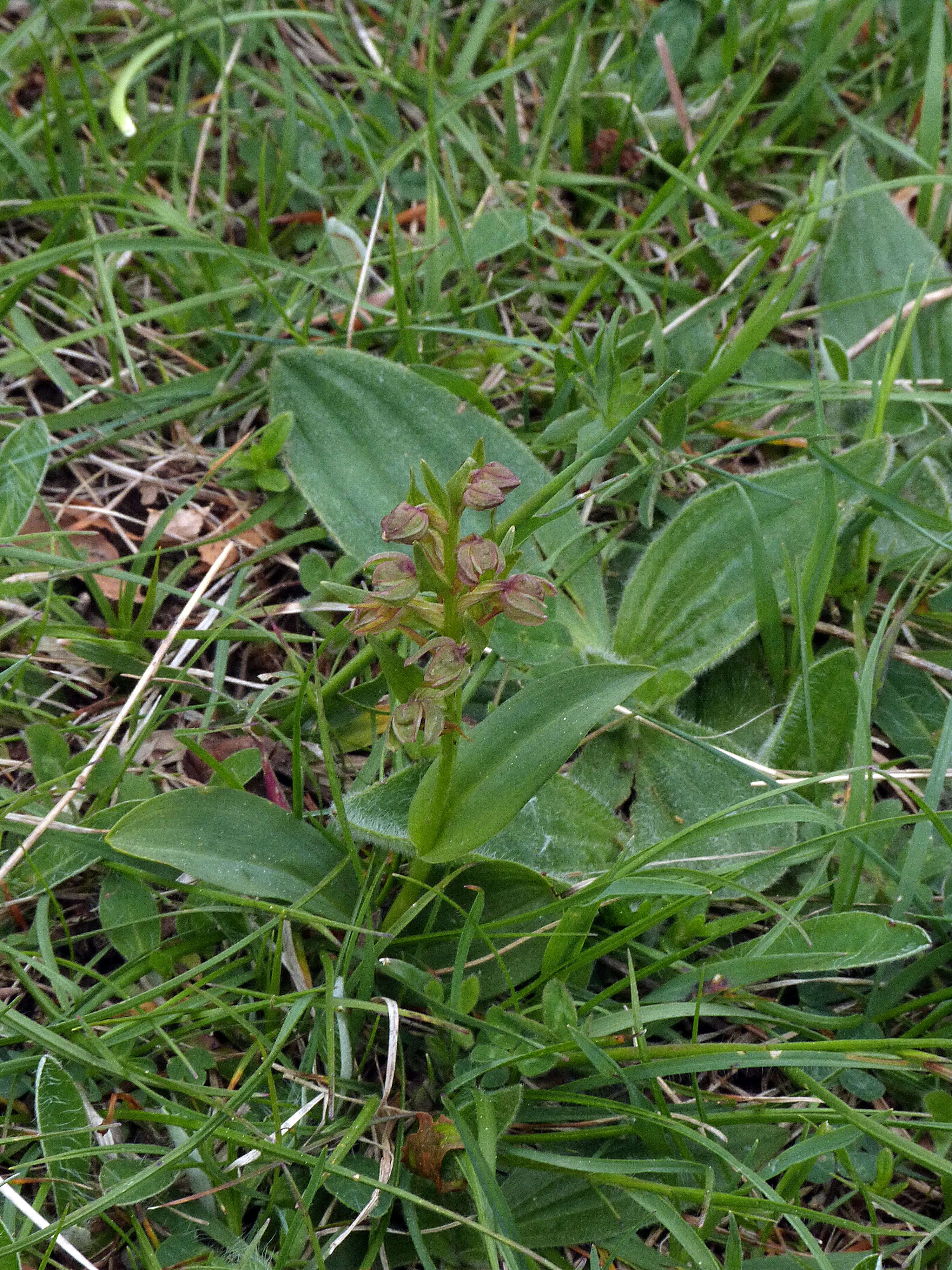 Image of Frog orchid