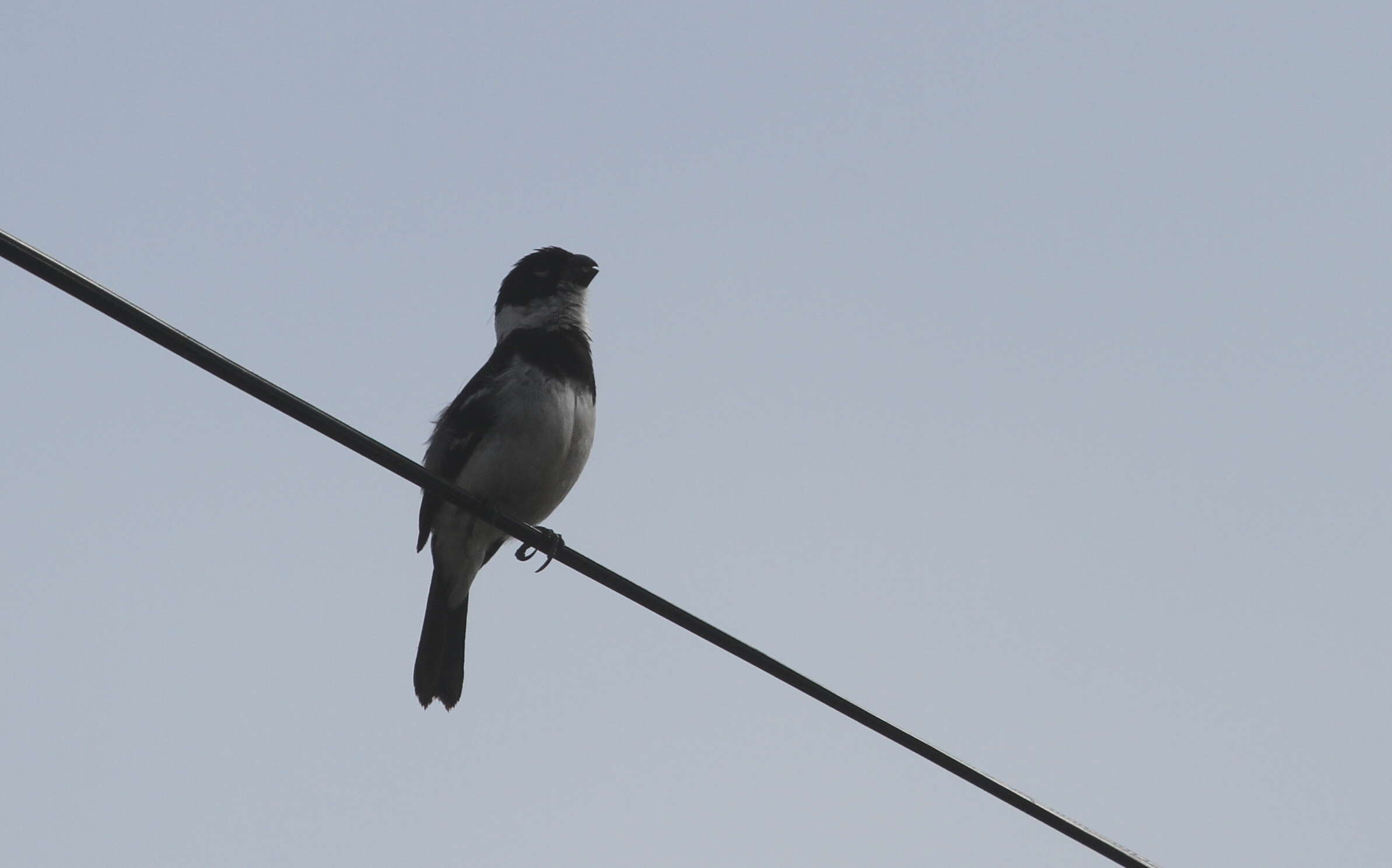 صورة Sporophila torqueola (Bonaparte 1850)