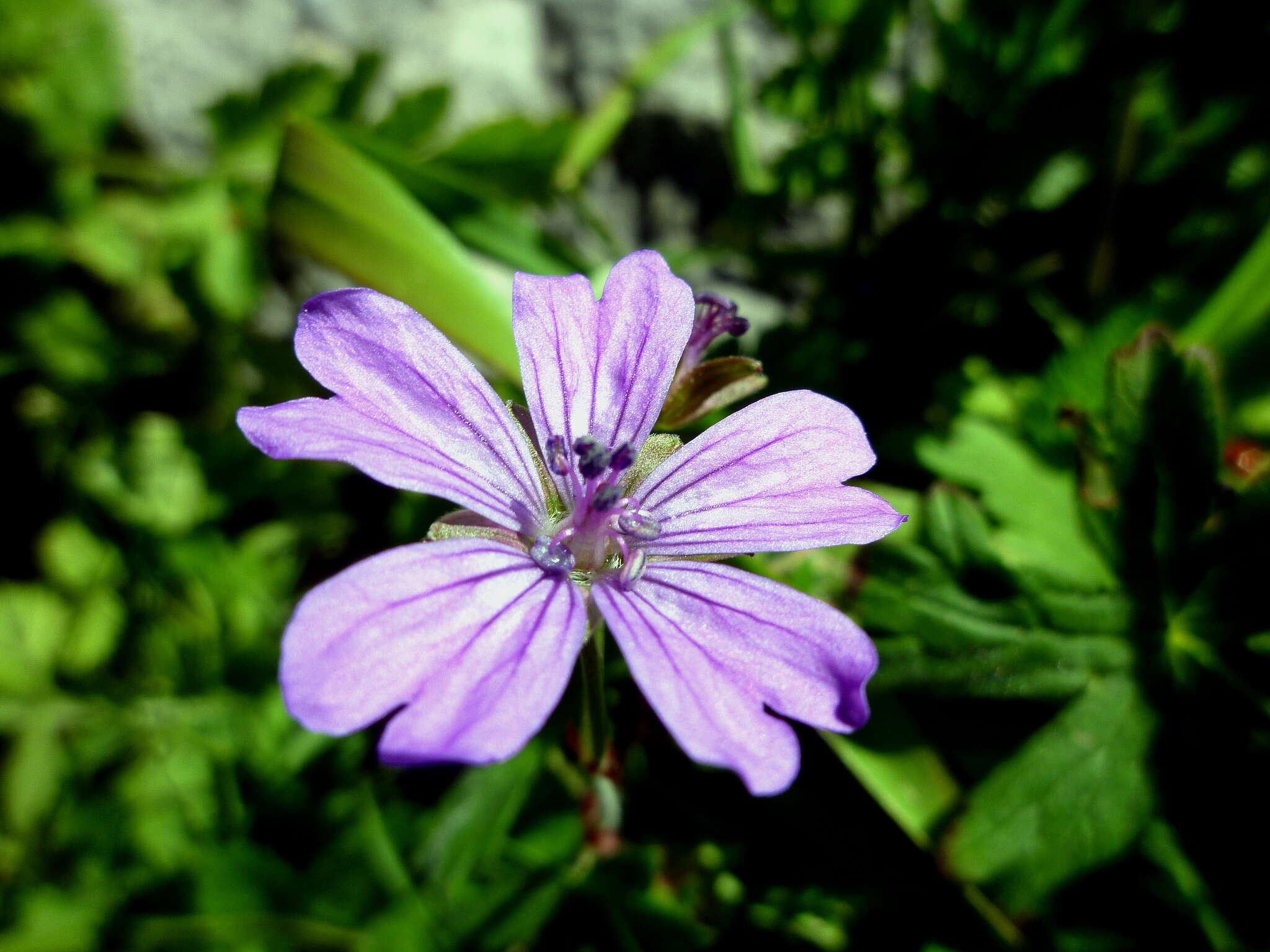 Image of hedgerow geranium