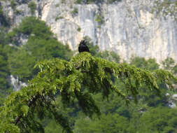 Image of Carrion Crow