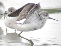 Image of Marsh Sandpiper