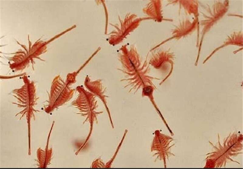 Image of brine shrimps