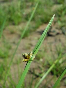 Sivun Schoenoplectiella mucronata (L.) J. Jung & H. K. Choi kuva