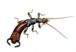 Image of Neodermaptera