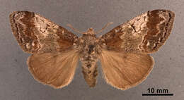 Image of Cinnamon Tussock Moth