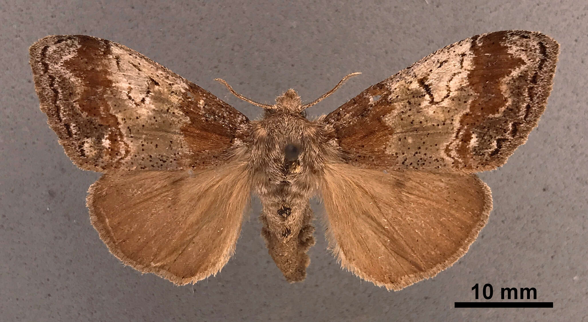 Image of Cinnamon Tussock Moth