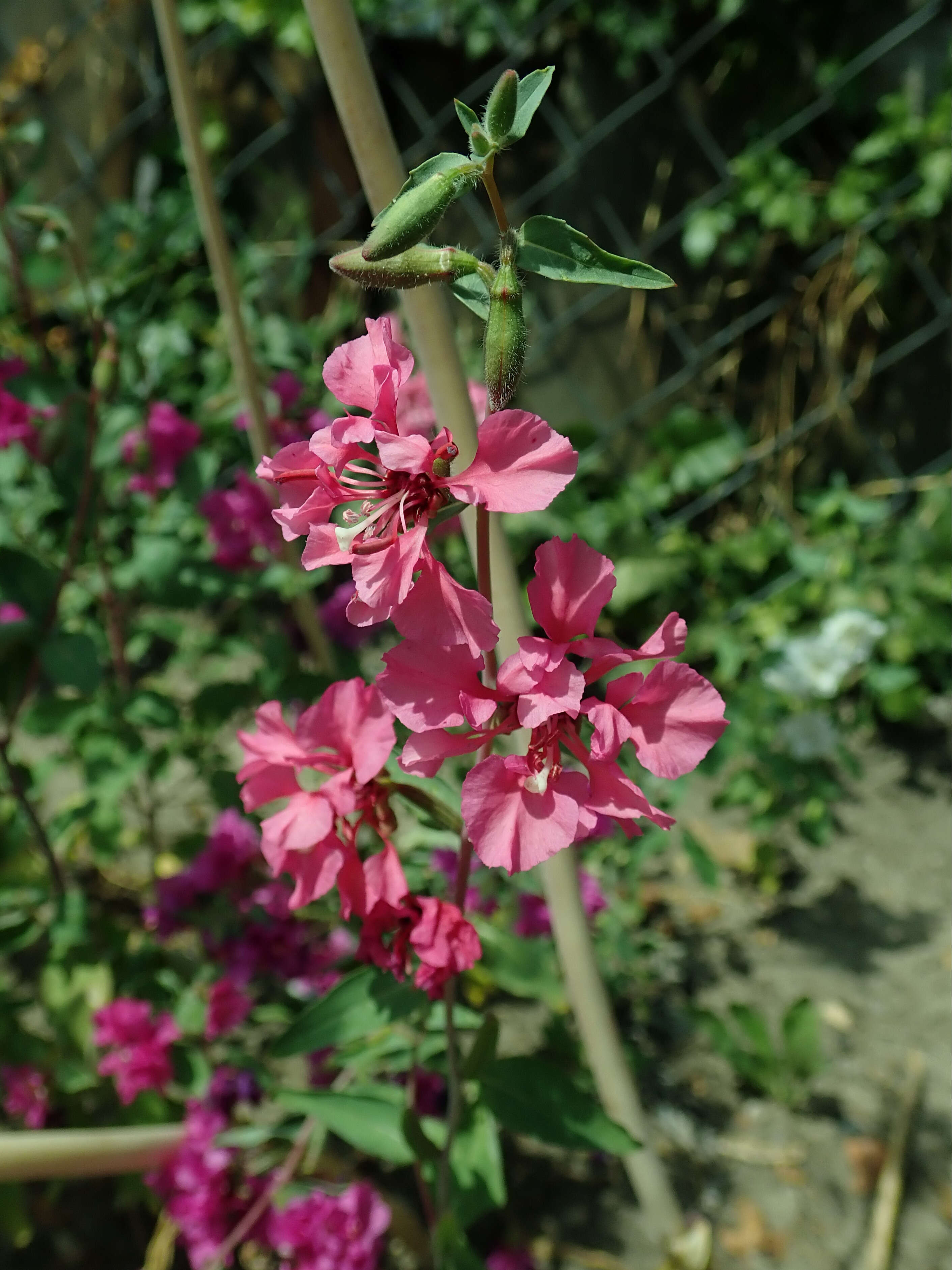 Image of elegant clarkia