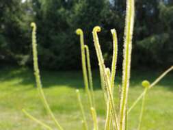 Image de Drosera filiformis Raf.