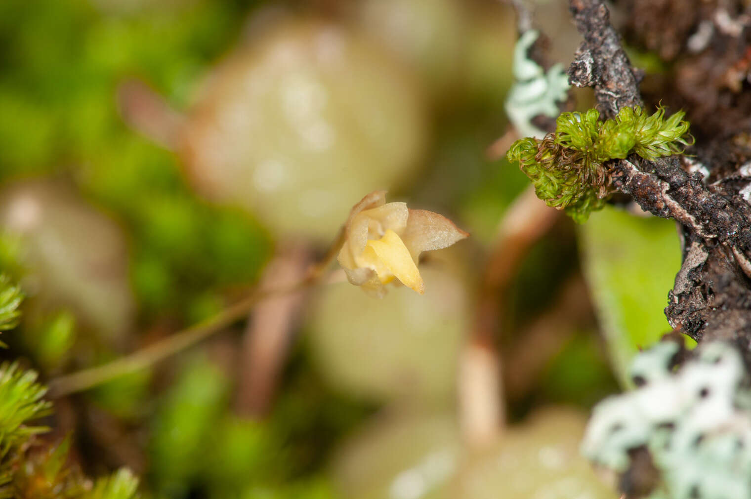 Image of Tiny strand orchid