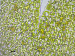 Image of Tritomaria exsectiformis (Breidl.) Schiffn. ex Loeske