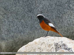 Image of Güldenstädt's Redstart