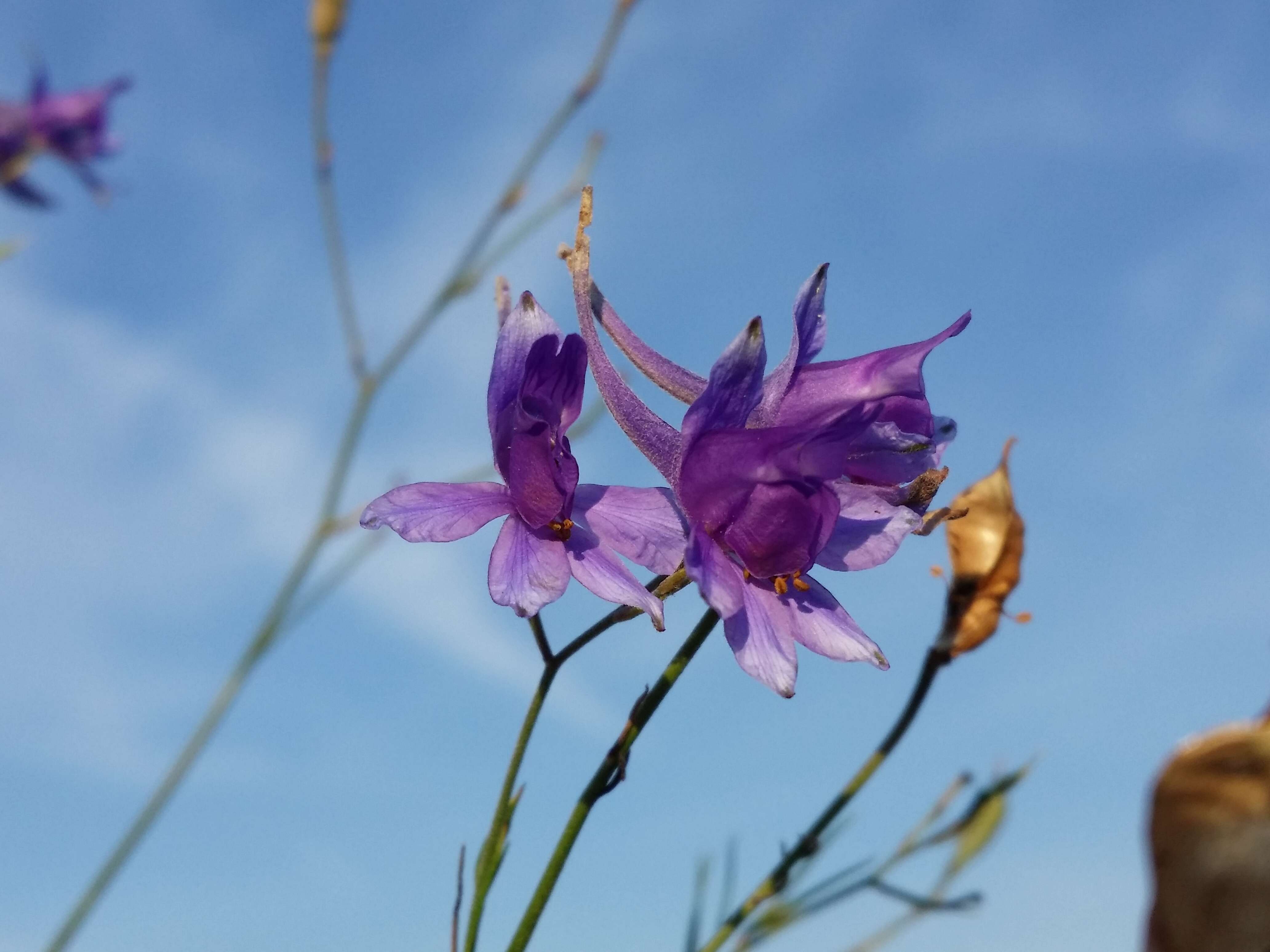 Image of forking larkspur