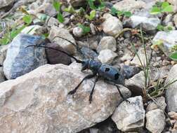 Image of Long-horned beetle