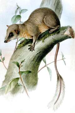 Image of Ptilocercus Gray 1848