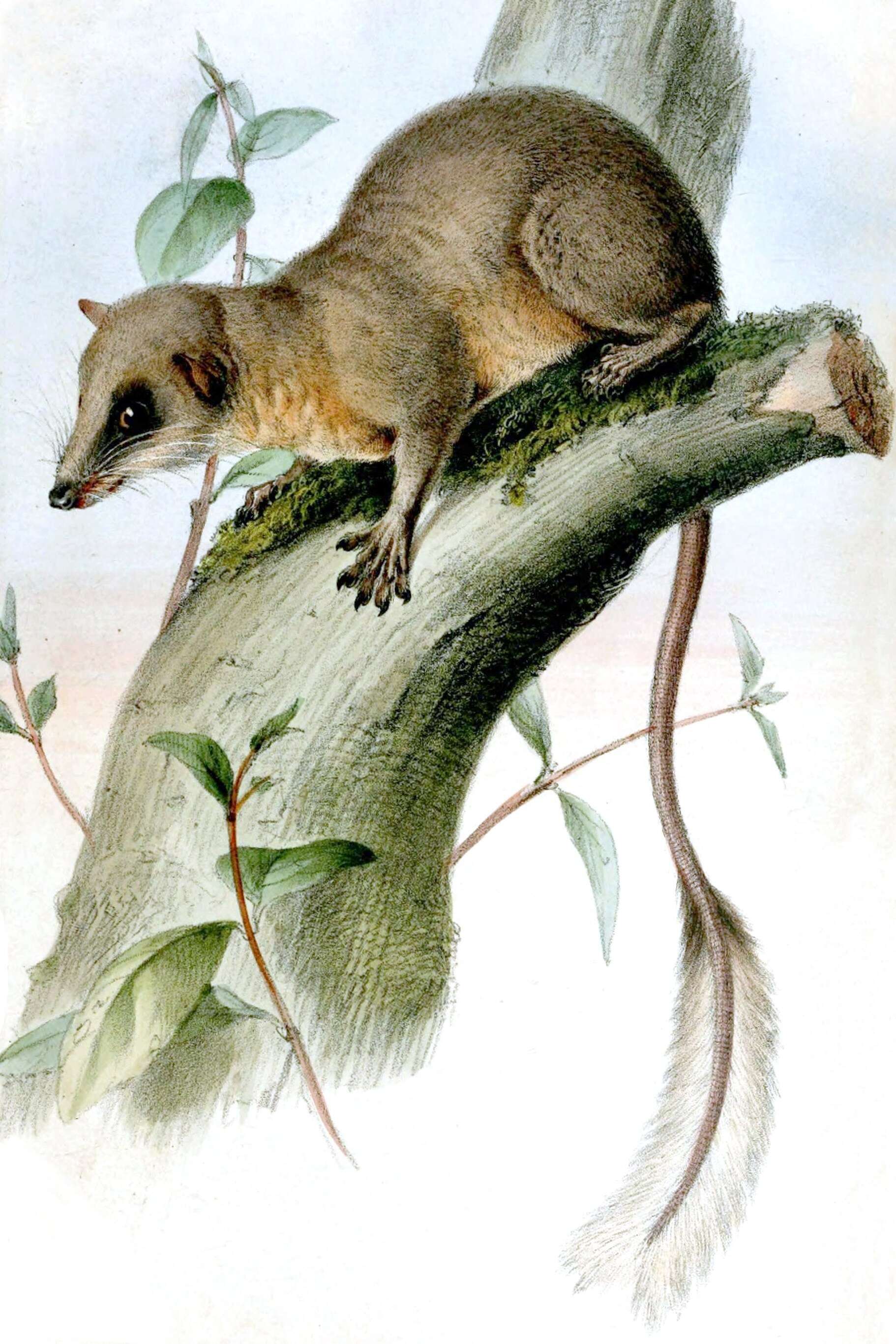 Image of pen-tailed treeshrews